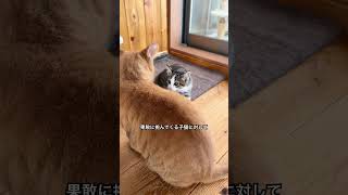 子ねこvs茶トラボス猫　無敵の子ねこ☆ #cat #猫のいる暮らし #保護猫