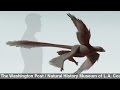 Largest 'Four-Winged' Dinosaur To Date Unearthed In China