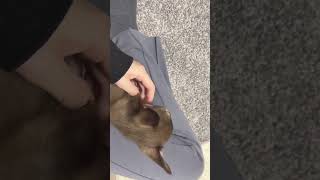 飼い主の膝の上を避難場所にしてる犬　#shorts #chihuahua #チワワ