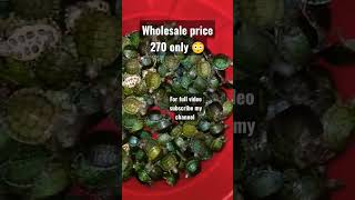 RES || red eared slider turtle wholesale price 270 each 😳