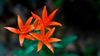 한국의 야생화 - 하늘말나리(Lilium tsingtauense)