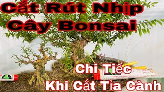 cắt rứt cành cây bonsai - cách cắt tỉa cây bonsai