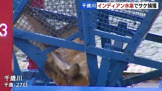 千歳川の「インディアン水車」で、サケ捕獲…そ上のペース早く、去年の２倍以上