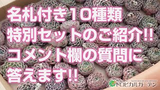 【多肉植物】名札付き10種類特別セットのご紹介!!コメント欄の質問に答えます!!【succulent】トロピカルガーデン