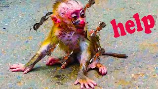 Primate monkey.../Please loves poor baby monkey.../Perfect life baby.../Nice clip.../ Big Rainbow