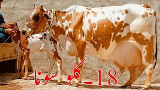 cholistani cross cow milk 18 kg (03014865352) youtube. 23-12-24