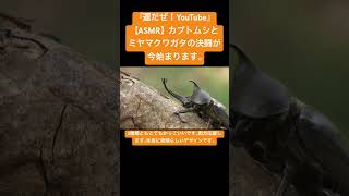 【ASMR】カブトムシとミヤマクワガタの決闘が今始まります。 #sdgs #クワガタ #虫の音 #asmr #昆虫 #虫の声 #asmrsounds #insects #虫食べる #ytshorts