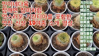 민이네다육/잠깨면 장미처럼 멋스러운 기간티아를 포함한 신상 10여종 소개 영상/택배가능/010-6863-0625/경기도 하남시 천현동 524-1,9 하남시마루공원 맞은편