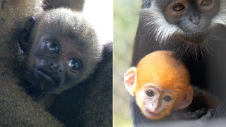 ウィリーモンキーとフランスワルトンの赤ちゃん公開！（Willy Monkey and Trachypithecus francoisi Baby）よこはま動物園ズーラシア　霊長類　202306