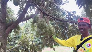 Pohon Durian Berbunga dan berbuah Gak habis habis