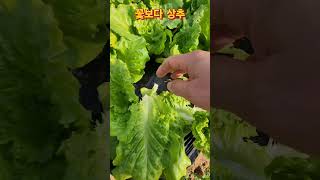 겨울 상추 아삭한 로메인 아삭이 상추 수확 #로메인상추 #아삭이상추 #겨울상추 수확