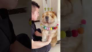 乖乖：谁懂啊，脑瓜子嗡嗡的 #pets #萨摩耶 #cute #有趣的动物 #funny #萌寵