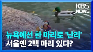 뉴욕에선 한 마리로 ‘난리’…서울엔 2백 마리 있다? [잇슈 키워드] / KBS  2024.01.19.