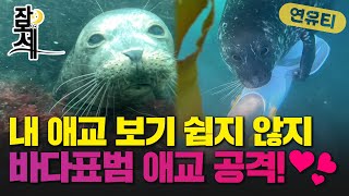 [잠못세] 이렇게 귀여울 수가! 바다표범 애교 봤어?