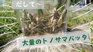 死んでも離さないバッタ 死んでも離さないバッタ