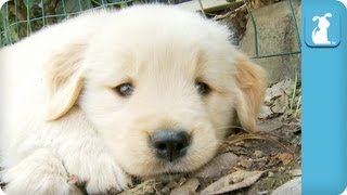 80 Seconds of Adorable Golden Retriever Puppies