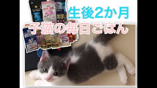 【生後2か月】子猫の毎日ご飯【紹介】