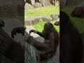 多摩動物公園アピちゃん鍵をカチャカチャ