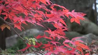 ワイエムエス　フレンドリー　宝満宮竈門神社も紅葉（太宰府市）　2023/11/27