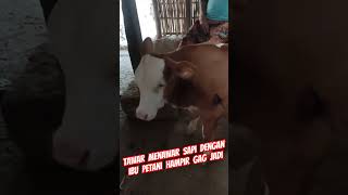 Viral ~‼️HAMPIR RIBUT DENGAN IBU² PETANI NAWAR SAPINYA TERLALU MURAH, noisy cattle bargaining