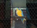 Macaw parrot #youtubeshorts #short