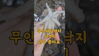 11/13일 무안세발낙지 가격이 너무 좋아요! 엄청 싱싱합니다