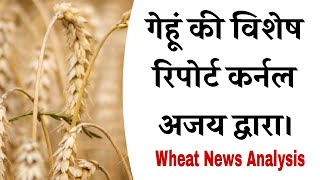 गेहूं की विशेष रिपोर्ट कर्नल अजय द्वारा। Wheat News Analysis