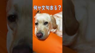 犬もダメにするヨギボー#shorts