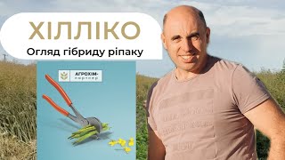 Хілліко озимий ріпак. Гібрид ріпаку Хілліко.