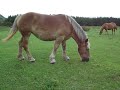 寒立馬② （青森県下北半島尻屋崎）