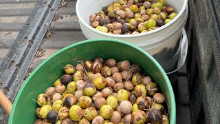 Yellowbud (aka bitternut) Hickory - the oil tree - picking up nuts