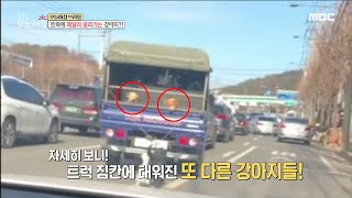 [생방송 오늘 아침] 트럭에 매달려 끌려가는 강아지?, MBC 220120 방송