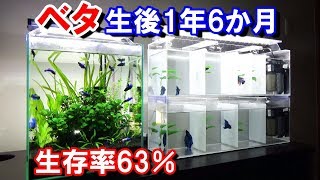 熱帯魚ベタ繁殖水槽 35匹　生後1年6か月ｽｰﾊﾟｰﾃﾞﾙﾀﾃｰﾙ　bettafish  breeding