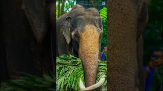 ❤️❤️මුත්තයි,මුණුබුරොයි, නැදුන්ගමුවේ රාජායි🐘🐘#viral #සද්ධන්තපරපුර #viral