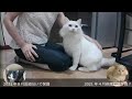 ぶつかり稽古【チビ保護猫（メス）vsデカ保護猫（オス）】