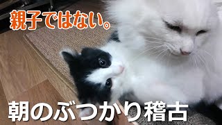 ぶつかり稽古【チビ保護猫（メス）VSデカ保護猫（オス）】