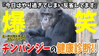 【爆笑必至】2021年から大笑い！飼育員とコントをしたチンパンジー！