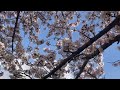 汐入公園　♬　桜並木　桜　さくら　ソメイヨシノ　✿　荒川区　南千住　shioiri park sakura　☆　東京スカイツリー　隅田川　水神大橋　2022年 4月1日