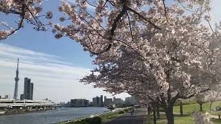 汐入公園　♬　桜並木　桜　さくら　ソメイヨシノ　✿　荒川区　南千住　Shioiri Park sakura　☆　東京スカイツリー　隅田川　水神大橋　2022年 4月1日