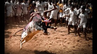 JALLIKKATTU