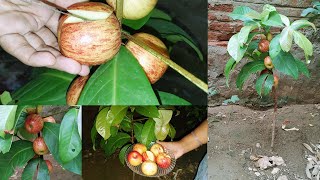 Small Apple Tree with Delicious Apples 🍎 Hybrid Apple Tree Fast Growing Fast Growing Plants at Home