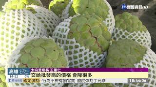 寒流接力報到 大目種釋迦8成裂果｜華視新聞 20210115