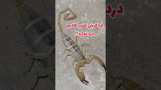 چرا گزش عقرب گادیم درد ندارد؟ #shorts #scorpion #wildanimals #hiking #cobra #scorpionbite #animals