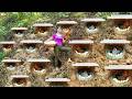 Building Nest For Hens To Lay Egg - Harvest Chicken Eggs In Hole Goes To Market Sell