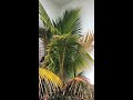 Coconut Tree In Southern California Update