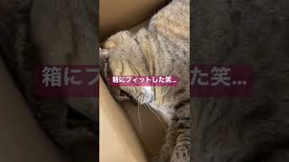 ウチの箱入り娘(猫)が可愛い#shorts #猫