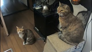 子供の様にグズる娘猫と父のホームビデオ