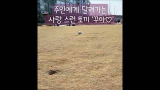 강아지 처럼 토끼가 주인을 알아보고 달려 올까?