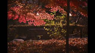 東京都府中市　郷土の森博物館　紅葉（2024年12月6日）