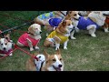 キャンフェスでオフ会 corgi s party